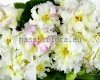 African Violet RS-ZOLOTAYA ROSKOSH - RS-GOLDEN LUXURY